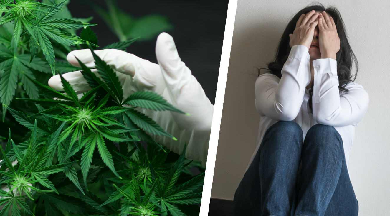 Psykisk Ohälsa, Forskning, Cannabis